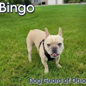 Electric dog fence installation services in Ohio.