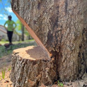 Paradise Arbor & Outdoors expert team performing comprehensive tree care services, including tree trimming, pruning, and removal, ensuring healthy, beautiful landscapes and enhanced curb appeal for residential and commercial properties in the local community serving Deland, Fl and Volusia County.