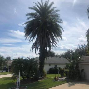 Paradise Arbor & Outdoors expert team performing comprehensive tree care services, including tree trimming, pruning, and removal, ensuring healthy, beautiful landscapes and enhanced curb appeal for residential and commercial properties in the local community serving Deland, Fl and Volusia County.