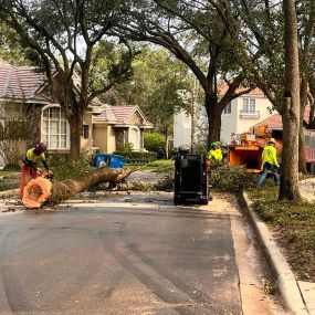 Paradise Arbor & Outdoors expert team performing comprehensive tree care services, including tree trimming, pruning, and removal, ensuring healthy, beautiful landscapes and enhanced curb appeal for residential and commercial properties in the local community serving Deland, Fl and Volusia County.