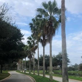 Paradise Arbor & Outdoors expert team performing comprehensive tree care services, including tree trimming, pruning, and removal, ensuring healthy, beautiful landscapes and enhanced curb appeal for residential and commercial properties in the local community serving Deland, Fl and Volusia County.