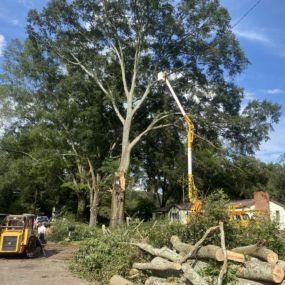 Eastern Tree & Construction tree removal