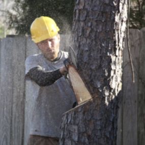 Eastern Tree & Construction tree trimming