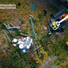 Tree-cutting service by Spear Bro's Tree Service