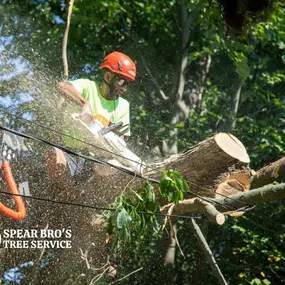 Tree Removal Services by Spear Bro's Tree Service