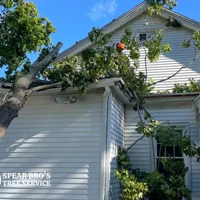 Emergency Tree Services by Spear Bro's Tree Service