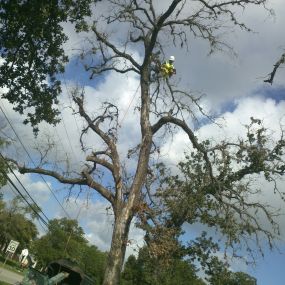 Bild von C.I.R Tree Service