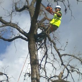 Bild von C.I.R Tree Service