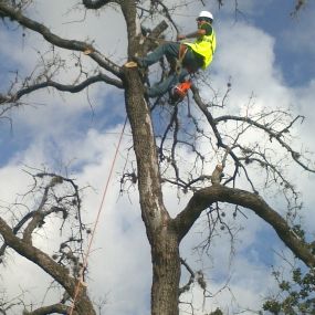 Bild von C.I.R Tree Service