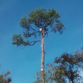 Bild von C.I.R Tree Service