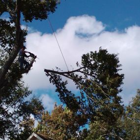 Bild von C.I.R Tree Service