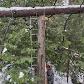 Bild von Local Roots Tree Service and Stump Grinding