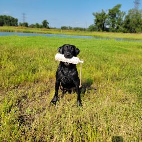 Bild von The Kennel At Five Forks