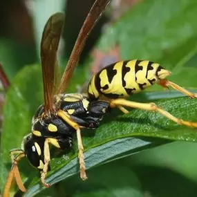 At Kopex Pest Control, our specialized hornets and wasps control services provide targeted solutions to address these stinging insects' presence in your property. Our skilled team of technicians is well-trained in identifying hornets' and wasps' nests and implementing safe and efficient measures to remove them from your surroundings. With a focus on the safety of your family or employees, we offer reliable hornets and wasps control services that keep these potentially dangerous pests at bay, all