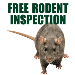 Free Rodent Inspection