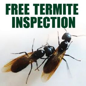 Termite Inspection near me