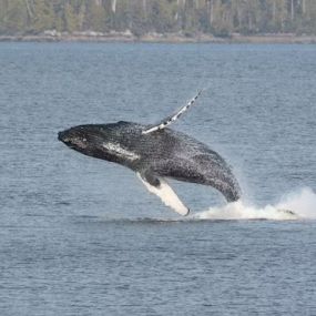 Bild von Ketchikan Charter Boats Inc