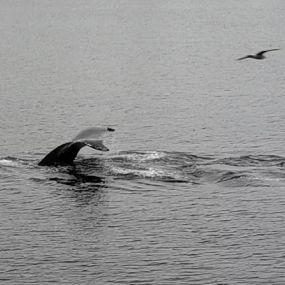 Bild von Ketchikan Charter Boats Inc