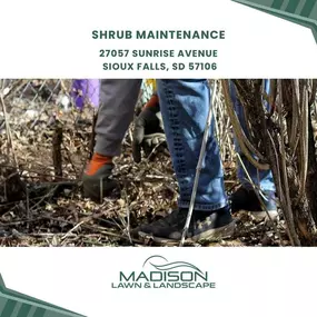 shrub maintenance