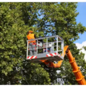 Bild von Jack Benigno Tree Services