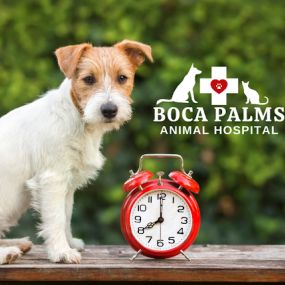 Bild von Boca Palms Animal Hospital