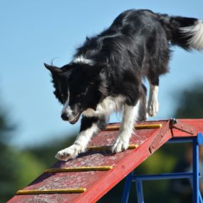 Bild von Dog Trainers Workshop and Boarding