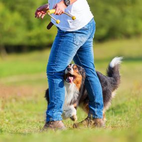We Offer Award-Winning Competitive Dog Training from Fountain Inn, SC