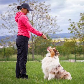 Teach Your Dog How to Behave in Public with Dog Training Classes in Fountain Inn, SC