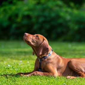 Bild von Dog Trainers Workshop and Boarding