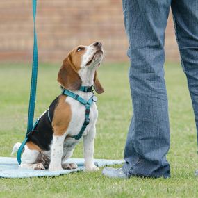We Offer Renowned Puppy Obedience Training in Fountain Inn, SC