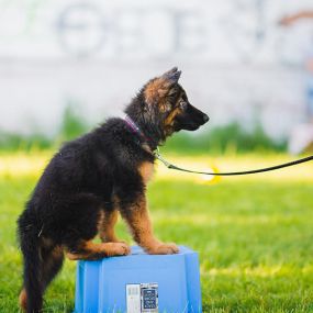 Bild von Dog Trainers Workshop and Boarding