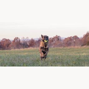 Give your dog a bigger purpose through K9 training.