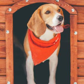 Most of your pup’s time will be spent outside of their dog kennel during their stay.
