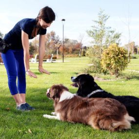 We offer an exceptional training experience for puppies and dogs.
