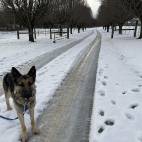 Bild von Kindred Spirits Dog Training