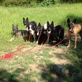 Bild von Kindred Spirits Dog Training