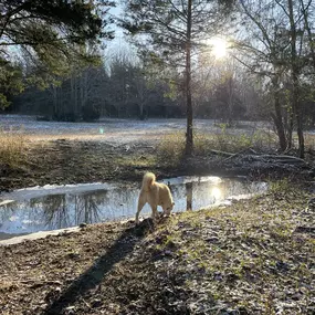Bild von Kindred Spirits Dog Training
