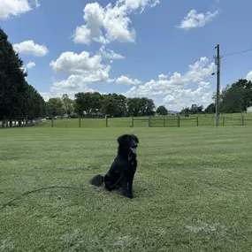 Bild von Kindred Spirits Dog Training