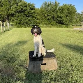 Bild von Kindred Spirits Dog Training