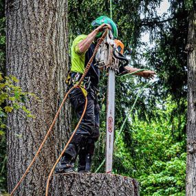 Bild von Eastside Tree Works