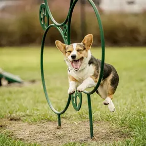 Community Dog Park