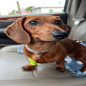 Bild von Patti's Dachshund Farm