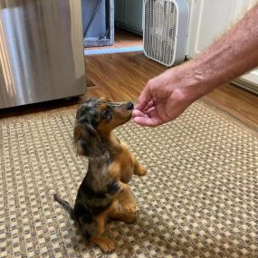 Bild von Patti's Dachshund Farm