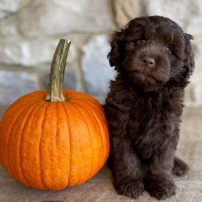 Bild von GlenEden Labradoodles