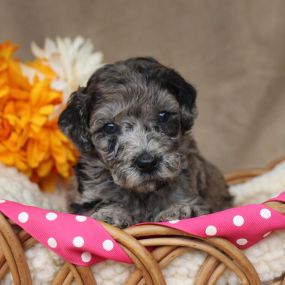 Bild von GlenEden Labradoodles