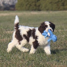 Bild von GlenEden Labradoodles