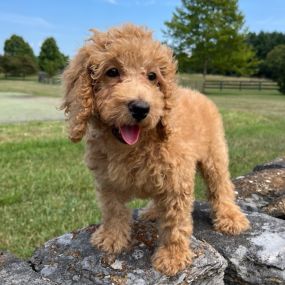 Bild von GlenEden Labradoodles