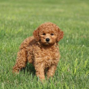 Bild von GlenEden Labradoodles