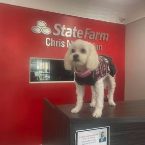 Meet our team mascot Lola!!! So happy she is apart of our State Farm family!!!
