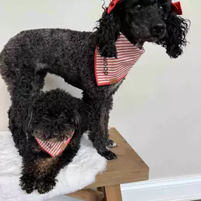 These two pups are rocking their matching bandanas!